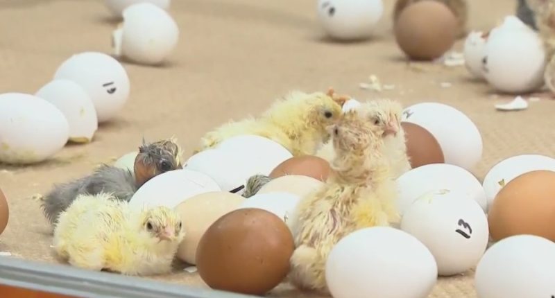 Houston rodeo boasts big menu, barnyard animals and live music