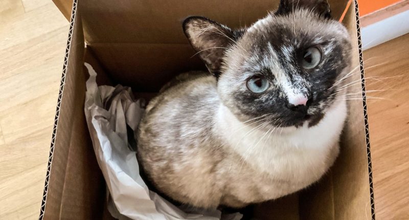 It's time to worry about bird flu in cats