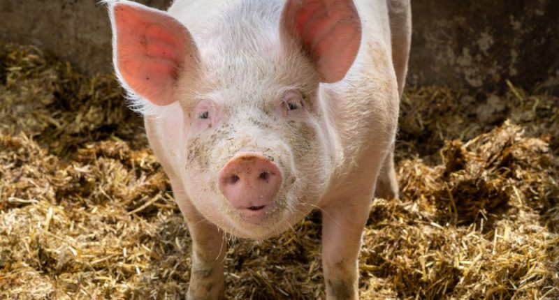 Machete attack on pig leads to animal cruelty charge against Las Vegas man
