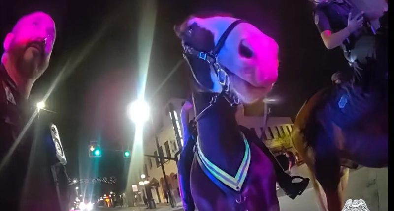 Man arrested after hitting Tampa police horse in Ybor City, officers say