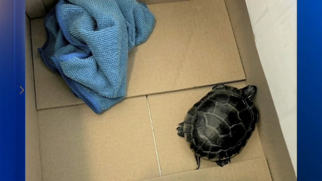 Man caught trying to smuggle living turtle down his pants at Newark Liberty International Airport in New Jersey