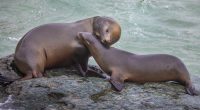Marine mammals in California getting sick from algae: Care center