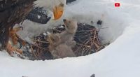 Big Bear eagles