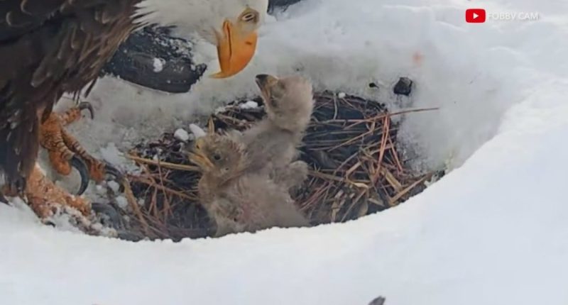 Big Bear eagles