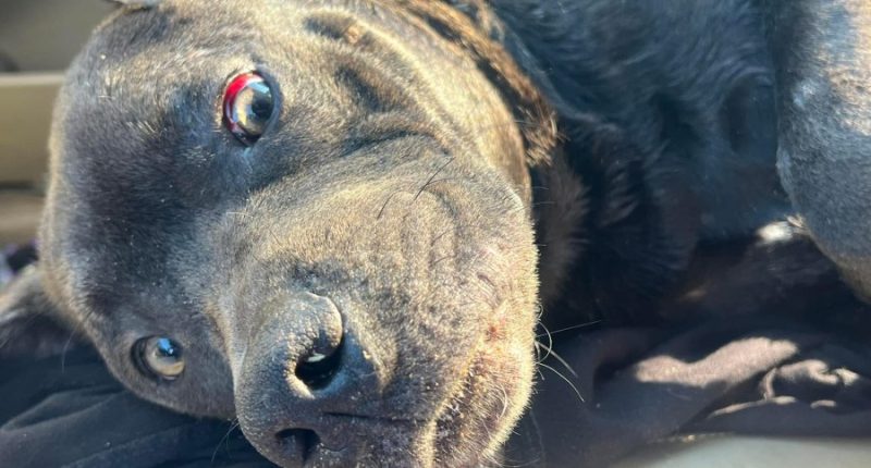 Mobile County Sheriff's Office sets reward to find person responsible for Chance the dog