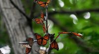 Monarch butterfly numbers double in 2024