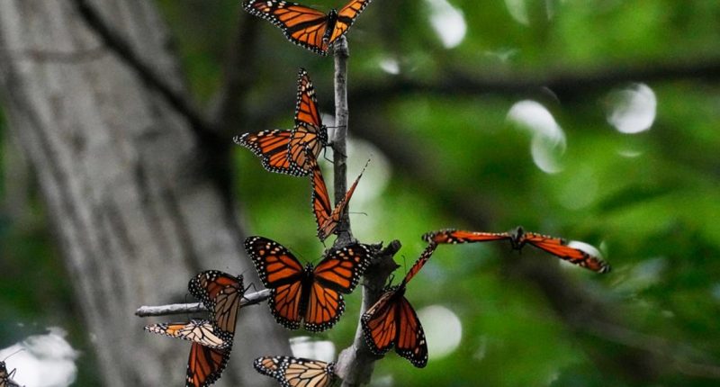 Monarch butterfly numbers double in 2024