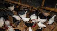 Need Biosecurity, Chicken Repopulation, Not Vaccines