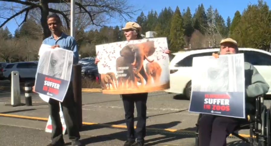 Oregon Zoo urged to transfer newborn elephant, mother to sanctuary