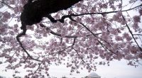 Peak bloom for the iconic cherry blossom trees of Washington, DC, is predicted for late March