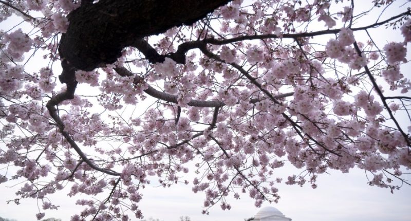 Peak bloom for the iconic cherry blossom trees of Washington, DC, is predicted for late March