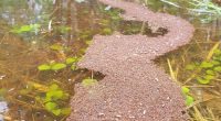 Fire ants forming life rafts in Queensland floods, 14 March 2025