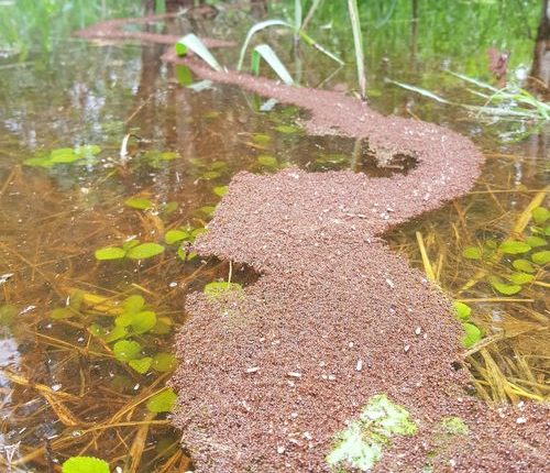 Fire ants forming life rafts in Queensland floods, 14 March 2025