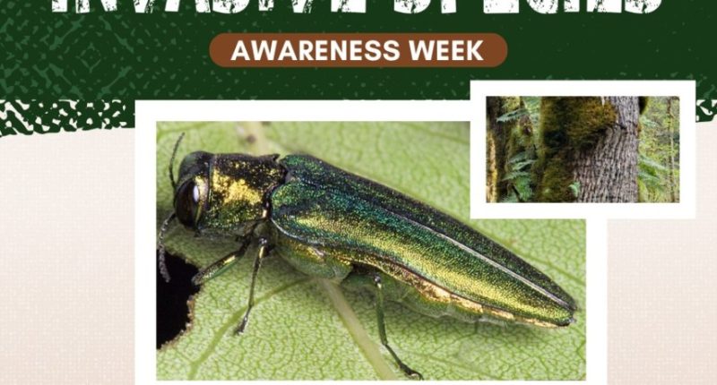 Photos: A look at some of Oregon's worst invasive species