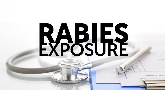 Raccoon tests positive for rabies in Savannah