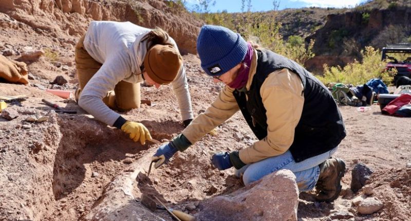 Rare mammoth tusk discovered in West Texas