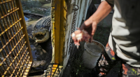 Rusli Paraili, a crocodile handler, feeds a rescued crocodile kept inside an enclosure in Budong-Budong,
