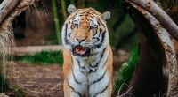 Riverbanks Zoo announces death of beloved Amur tiger