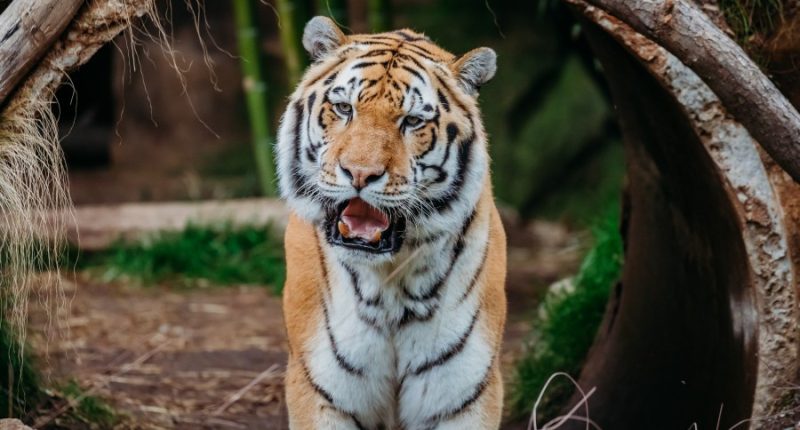 Riverbanks Zoo announces death of beloved Amur tiger