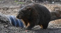 Sam Jones, American influencer, apologizes for baby wombat incident