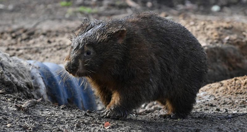 Sam Jones, American influencer, apologizes for baby wombat incident