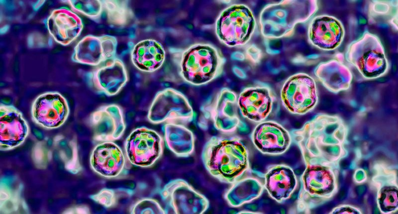 Second measles death reported in ongoing outbreak