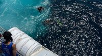 Ferry passenger spots scuba divers in water