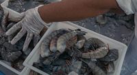 Snag could stop shrimp bill, substitute proposed