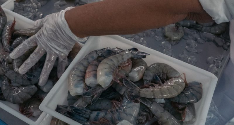 Snag could stop shrimp bill, substitute proposed
