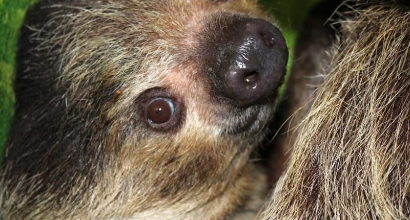 Springfield zoo grieves the loss of 26-year-old resident