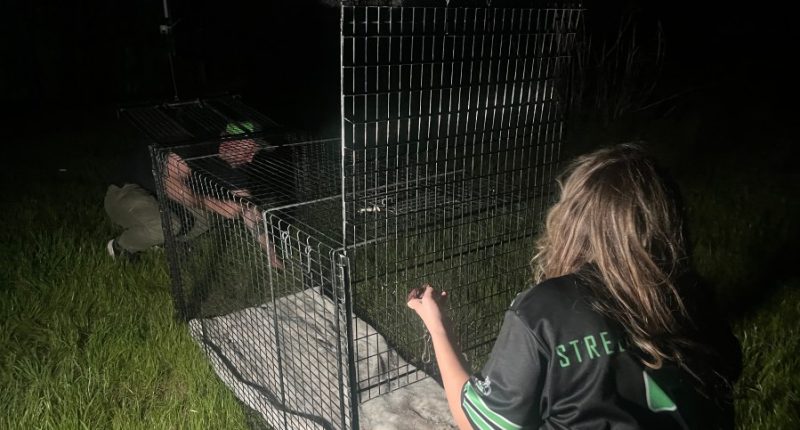 Sasha and her husband setting up a kennel to trap and rescue a stray (KXAN Photo/Avery Travis)