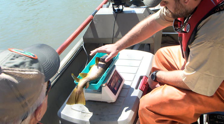 TWRA conducts trout population sampling along Watauga River; good amounts despite Helene