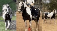 Therapy horse for children with disability stolen in Victoria