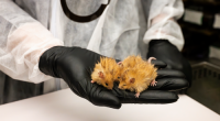 These 'woolly mice' could signal extinction is 'a thing of the past'