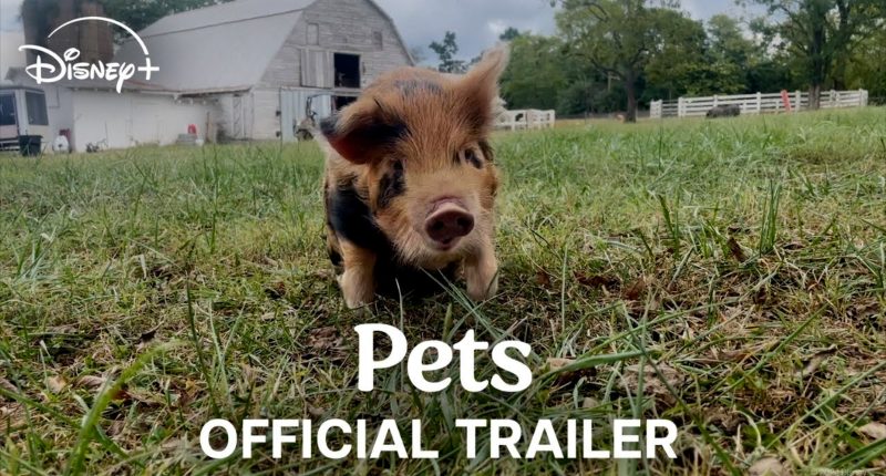 Trailer: Bryce Dallas Howard directs heartwarming 'Pets' documentary, coming to Disney+