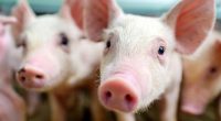 USDA issues new travel restriction, warning about African Swine Fever