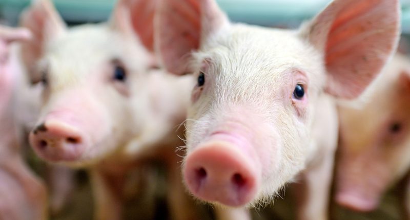 USDA issues new travel restriction, warning about African Swine Fever