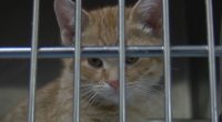 Vermilion Co. animal shelter runs out of room