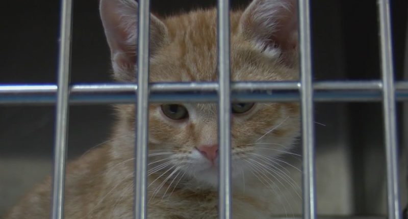 Vermilion Co. animal shelter runs out of room