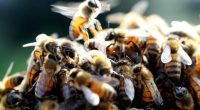 Washington researchers warn of serious decline in honey bee colonies in 2025
