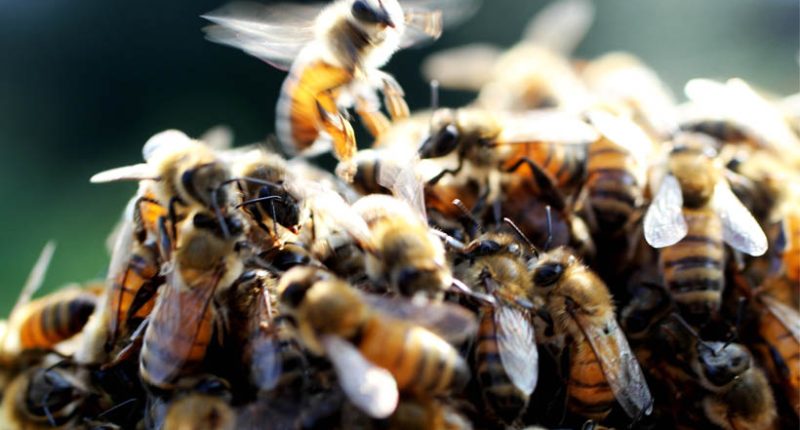 Washington researchers warn of serious decline in honey bee colonies in 2025