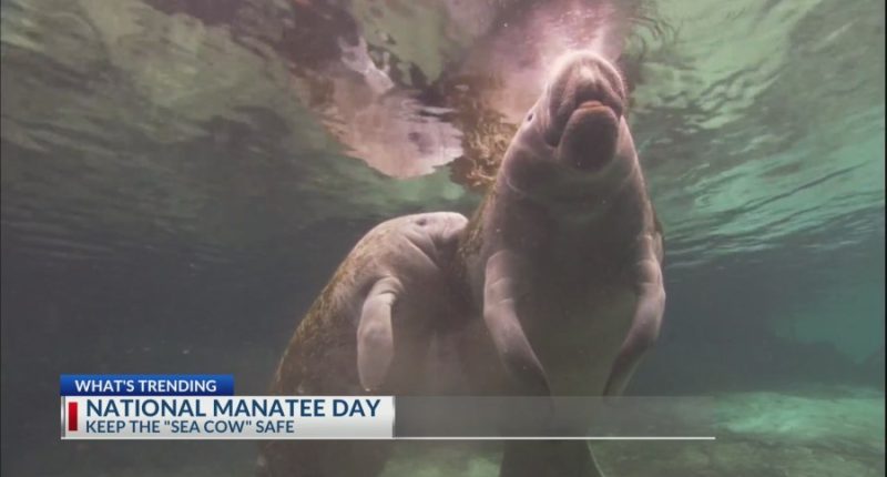 What's Trending: A Savannah icon, Manatees, Hampton Co. Grenade