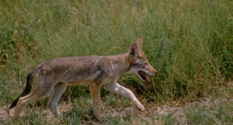Why Missouri, Kansas pet owners should be on the watch for coyote encounters