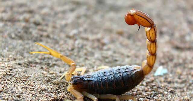 Woman Hospitalized After Scorpion Sting at Boston Logan Airport
