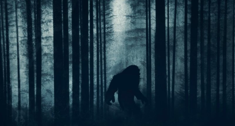 Silhouette of Bigfoot in a dark forest.