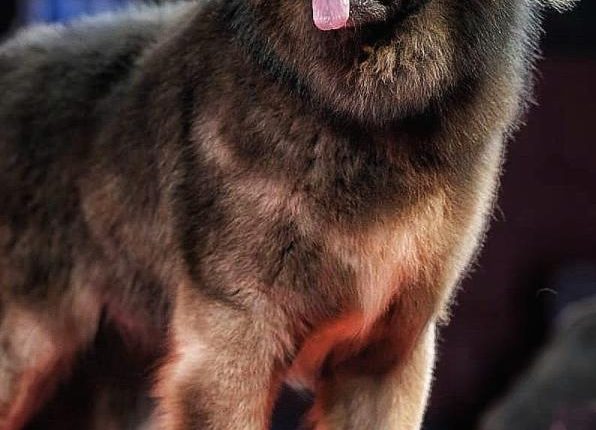A large, brown Caucasian Shepherd dog standing on a red carpet.
