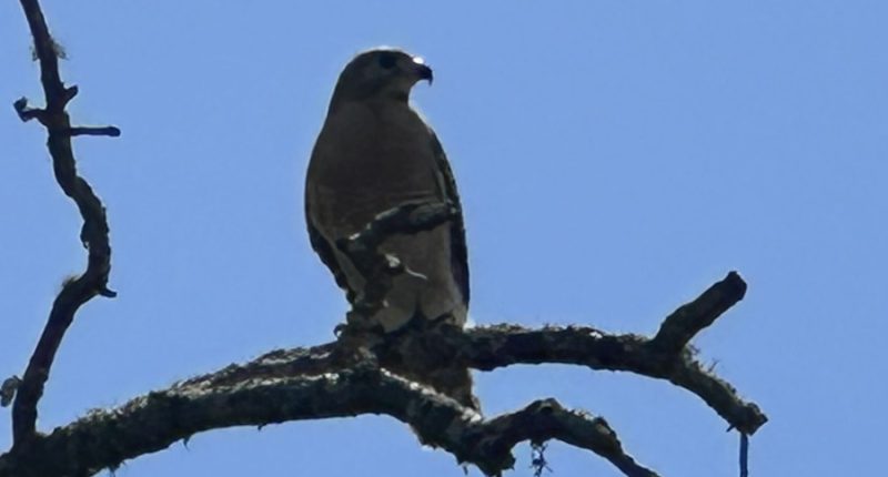 'Attack hawks' cause trouble at Sarasota business