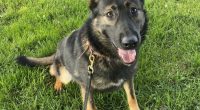 'Good boy' retires after 4+ years sniffing out drugs, suspects for Citrus Sheriff's Office