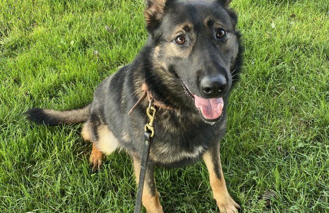 'Good boy' retires after 4+ years sniffing out drugs, suspects for Citrus Sheriff's Office