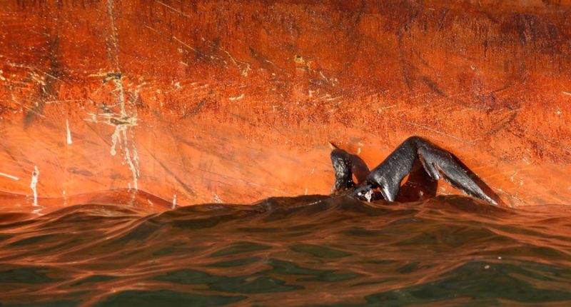 15 years after Deepwater Horizon oil spill, lawsuits stall and restoration is incomplete